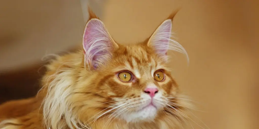 Süße Langhaarkatze
