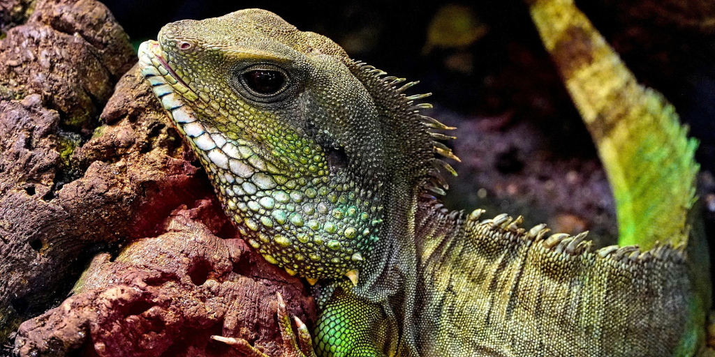 reptilienfutter-barf-shop