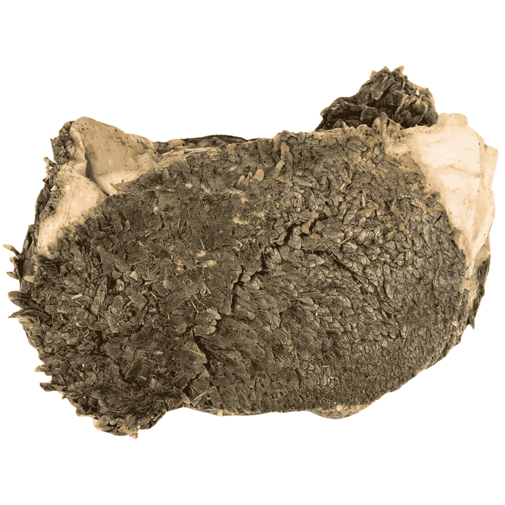 Grüner Pansen vom Rind am Stück für Hunde ohne Verpackung