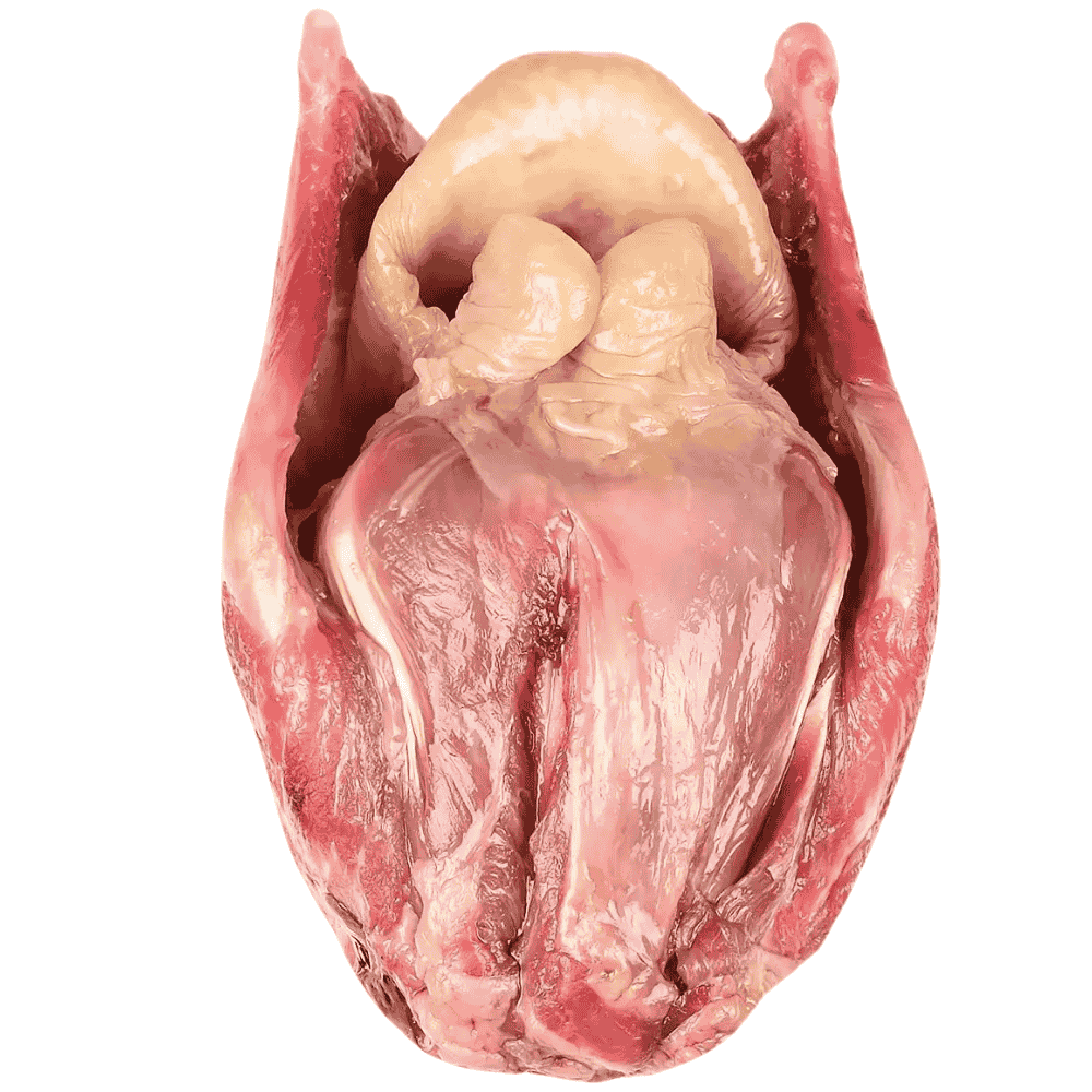 Rinderkehlkopf Frostfutter für Hunde