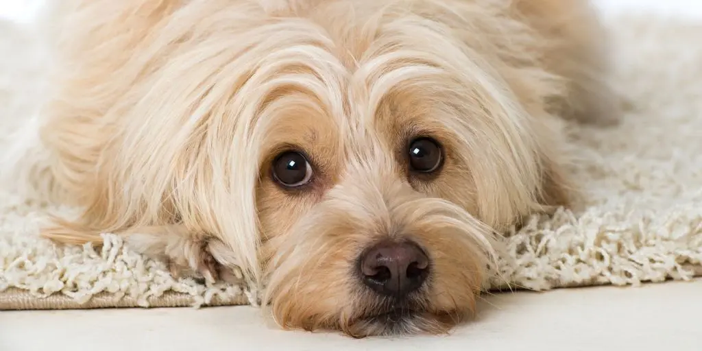 Süßer Hund liegt auf einer Matte