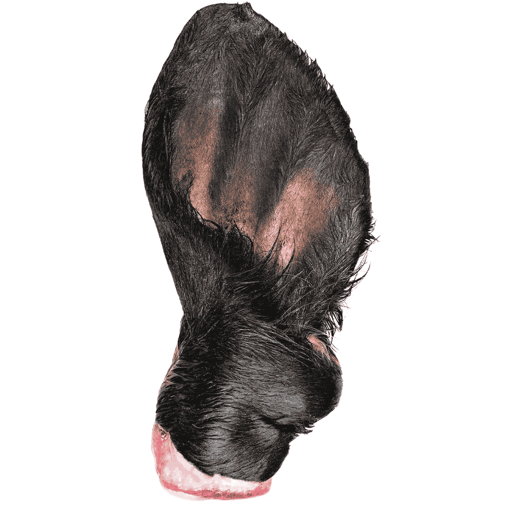 Rinderohr mit Fell für Hunde